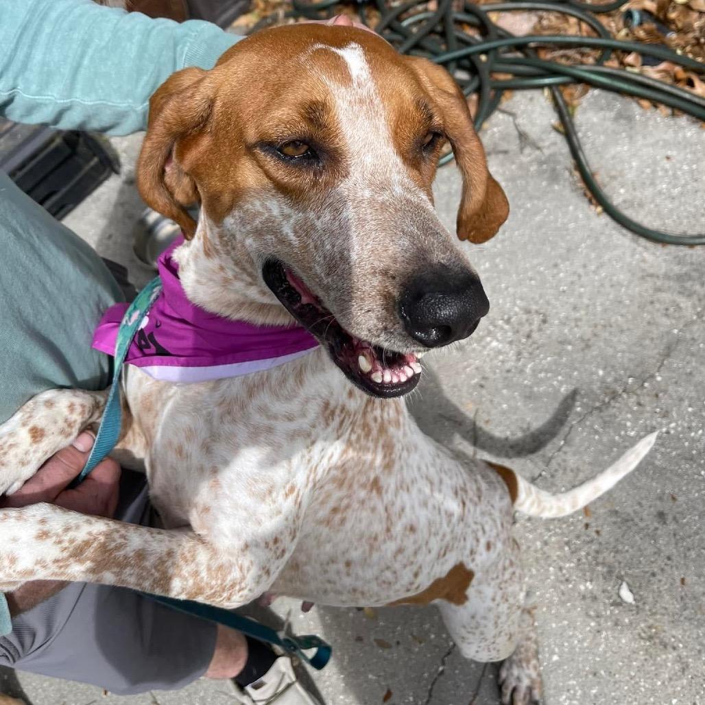 Enlarge Tapper, a Adoptable Coonhound in Savannah, GA image 2/6
