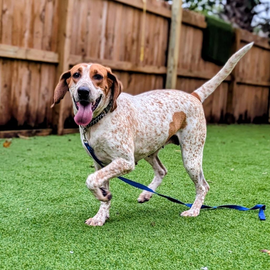 Enlarge Tapper, a Adoptable Coonhound in Savannah, GA image 3/6
