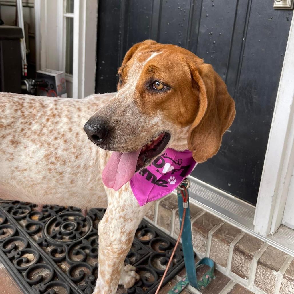 Enlarge Tapper, a Adoptable Coonhound in Savannah, GA image 4/6