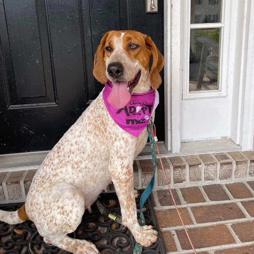 Enlarge Tapper, a Adoptable Coonhound in Savannah, GA image 5/6