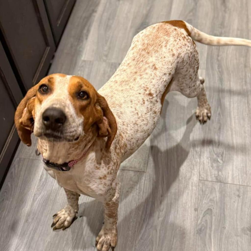 Enlarge Tapper, a Adoptable Coonhound in Savannah, GA image 6/6