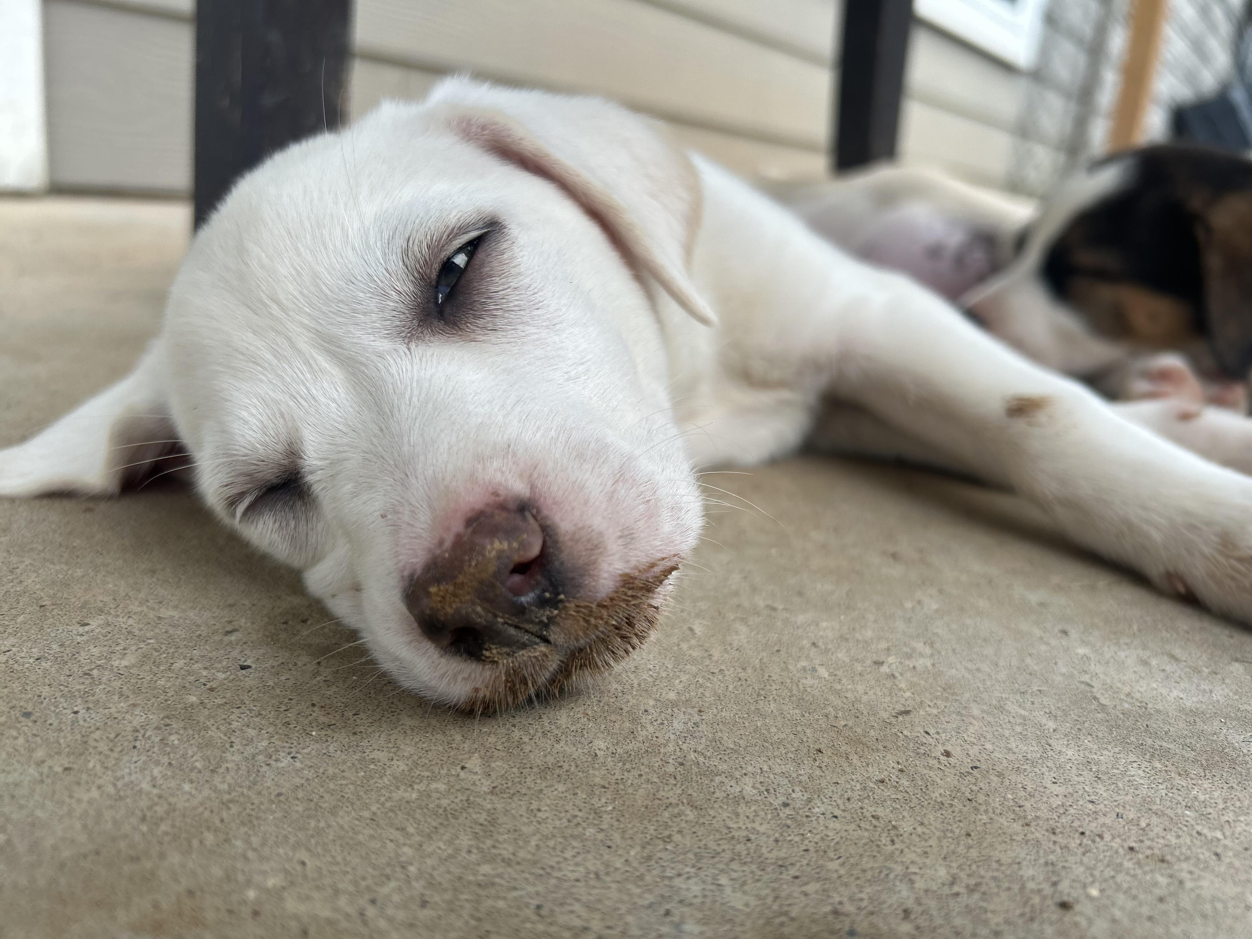 Presley photo 5