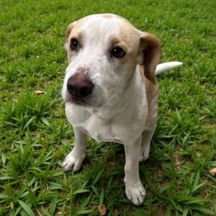 Aspen, adopted, Young Male Beagle & Labrador Retriever.