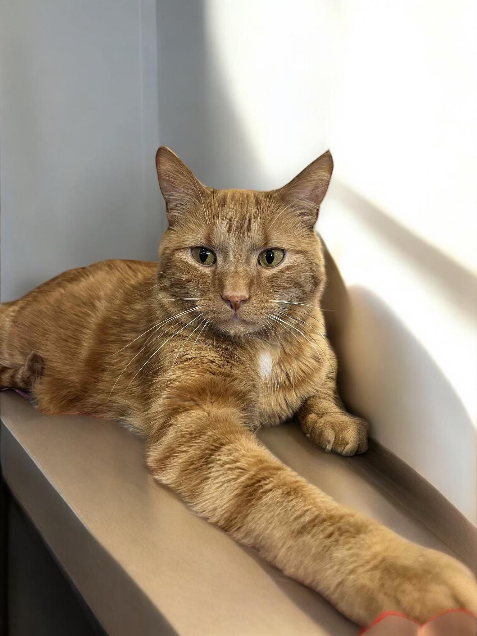 Charlie Fox, Adult Male Domestic Short Hair