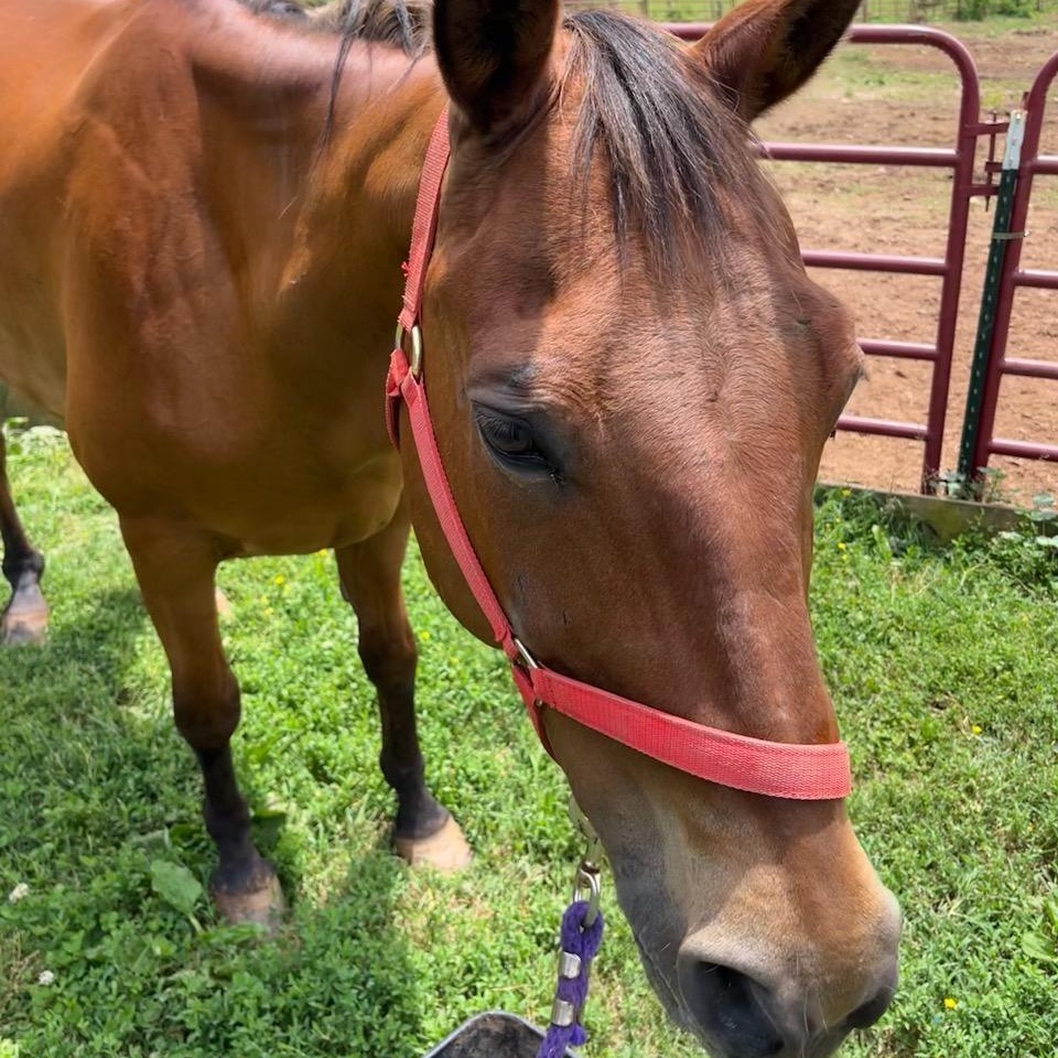 Enlarge Cleo, a Adopted mixed breed in Hardy, VA image 2/3