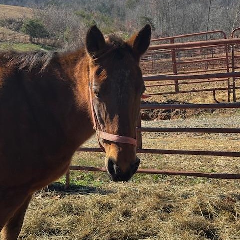 Enlarge Cleo, a Adopted mixed breed in Hardy, VA image 1/3