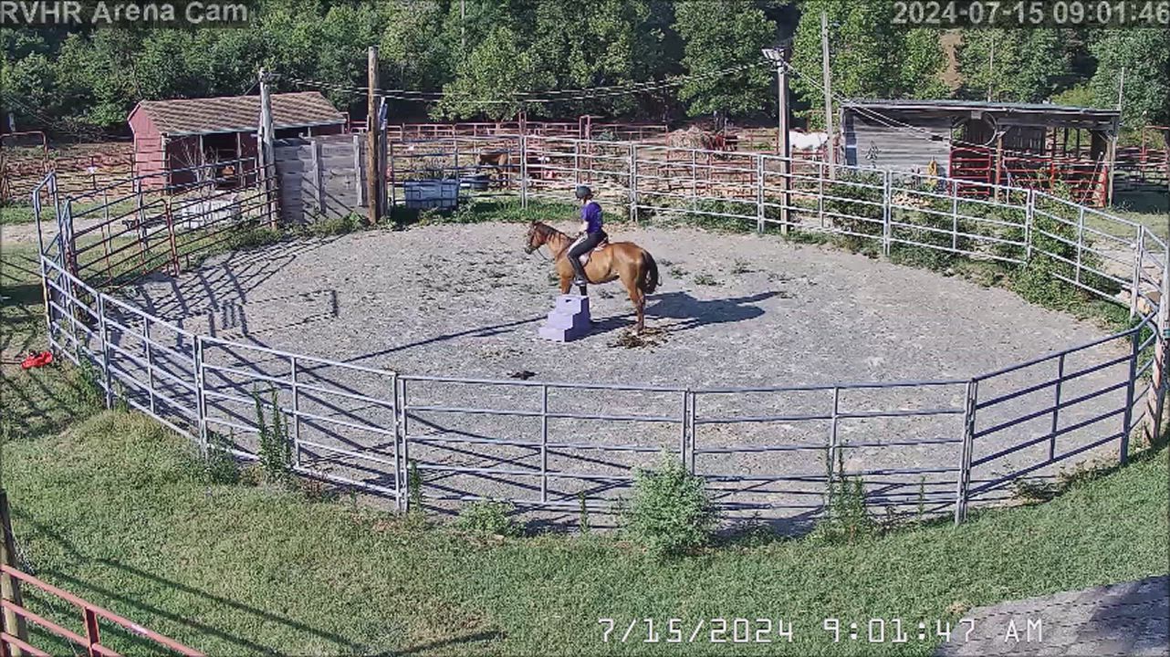 Enlarge Cleo, a Adopted mixed breed in Hardy, VA video 3/3