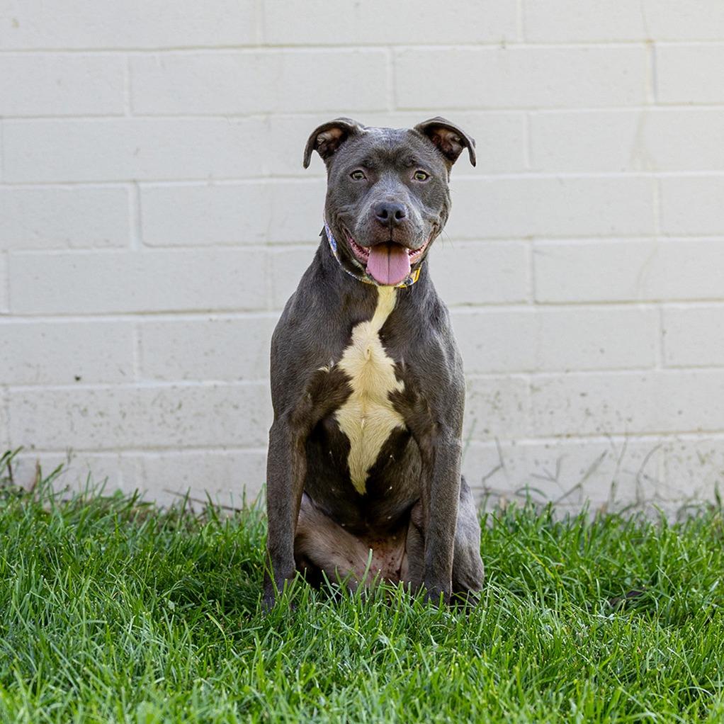 Mildred, Adoptable, Adult Female Pit Bull Terrier.