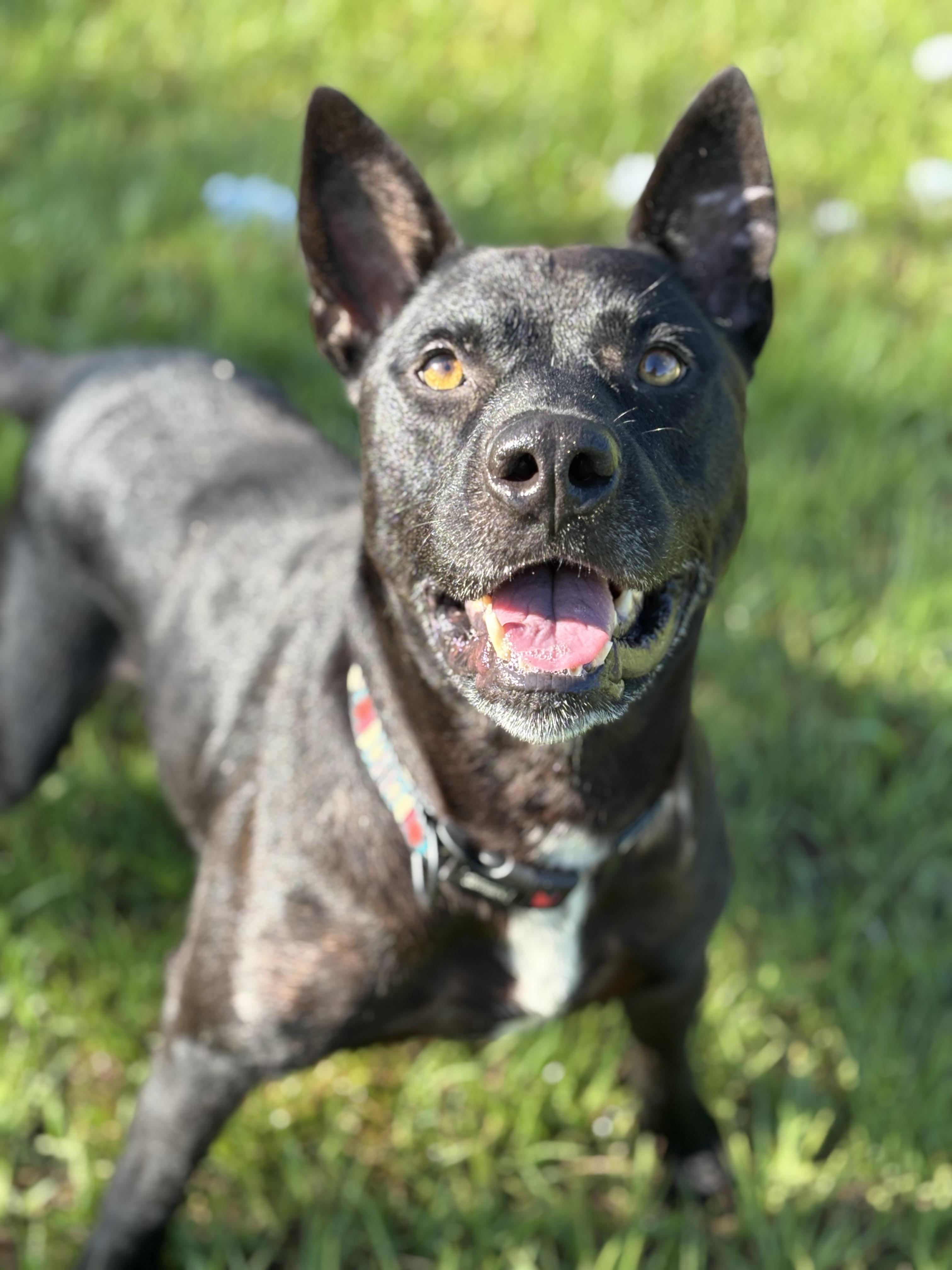Enlarge Dude, a Adoptable mixed breed in Arcadia, FL image 1/5
