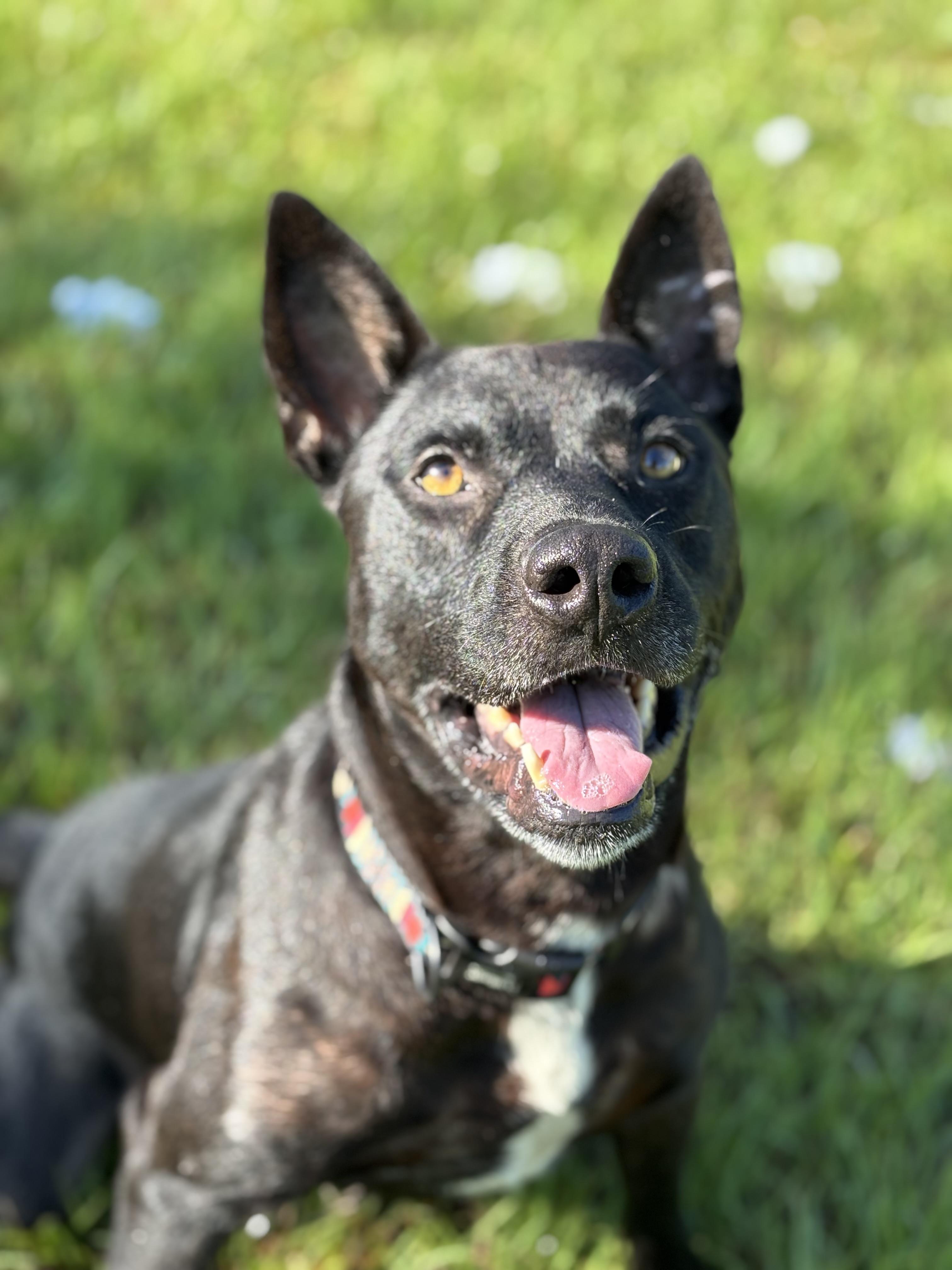 Enlarge Dude, a Adoptable mixed breed in Arcadia, FL image 5/5