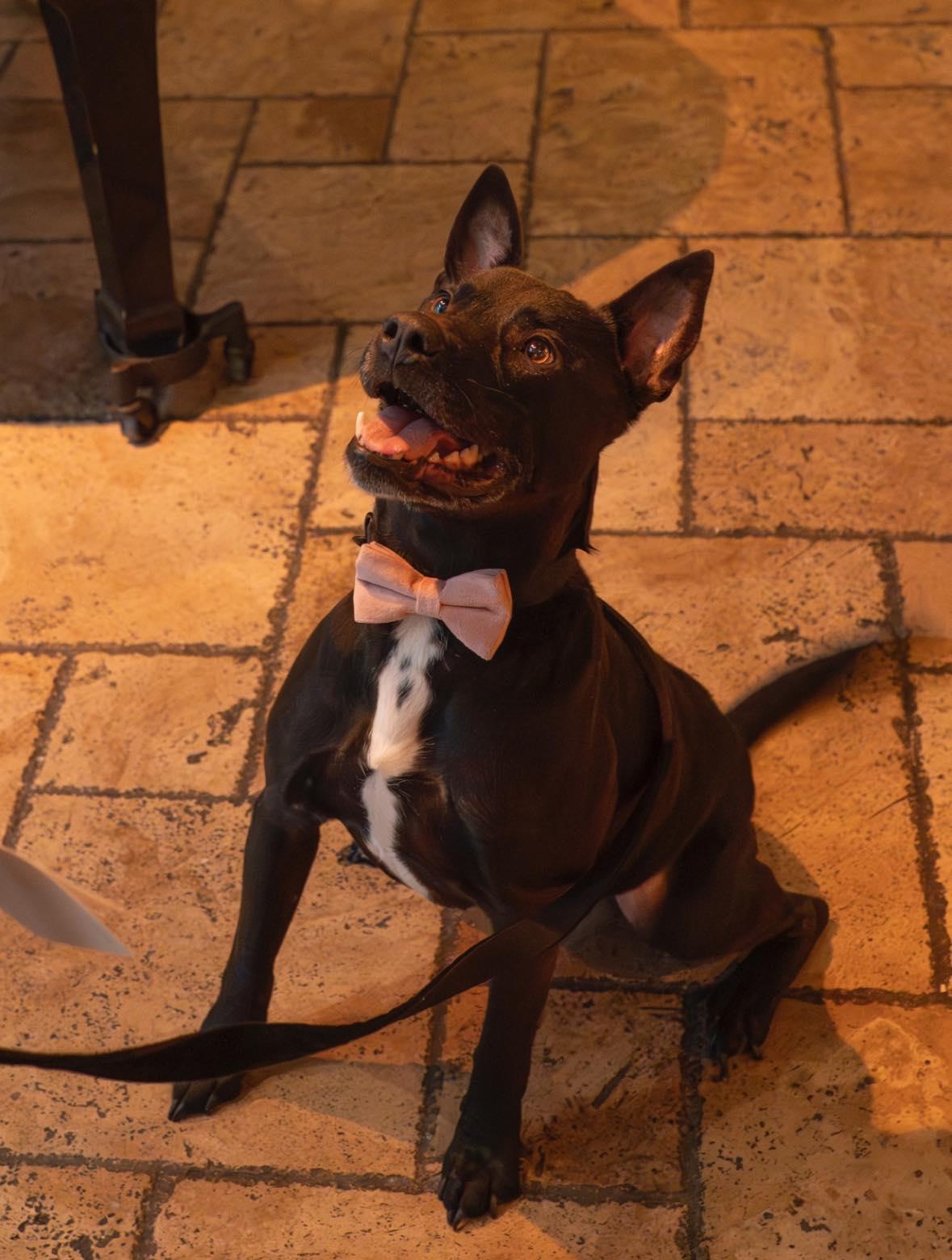 Enlarge Dude, a Adoptable mixed breed in Arcadia, FL image 2/5