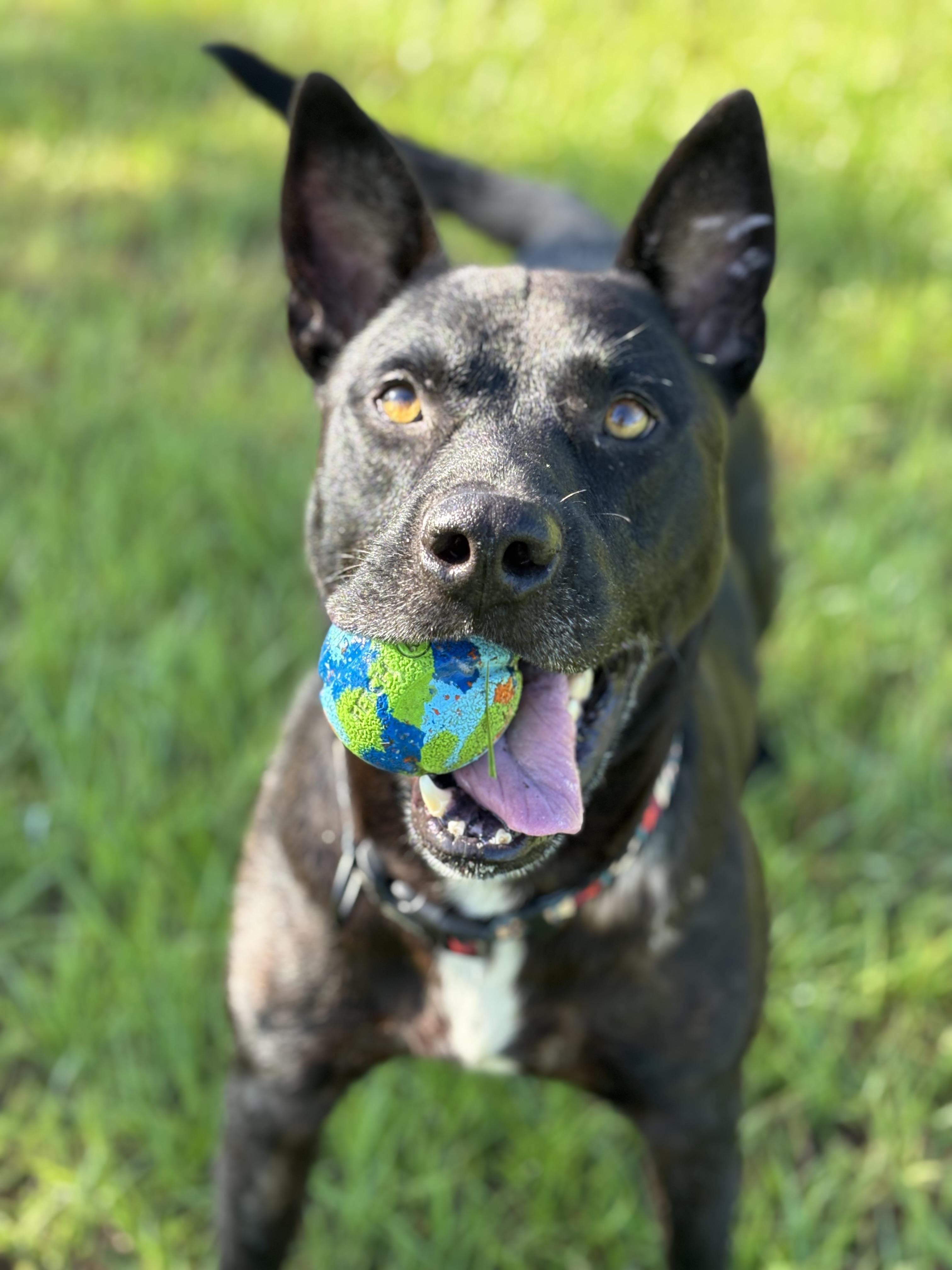Enlarge Dude, a Adoptable mixed breed in Arcadia, FL image 4/5