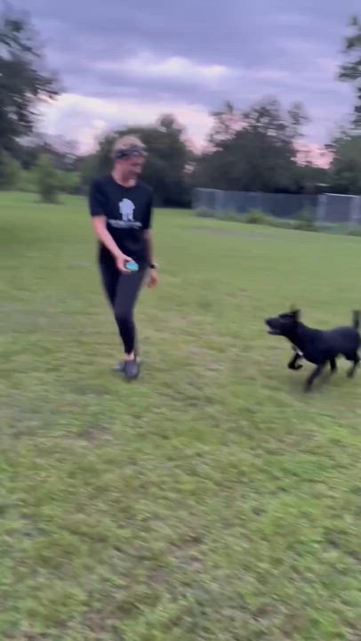 Enlarge Dude, a Adoptable mixed breed in Arcadia, FL video 3/5