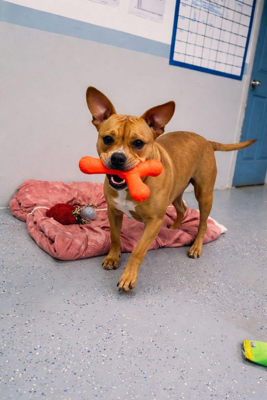 Enlarge Skye, an adopted mixed breed in Tampa, FL image 2/3