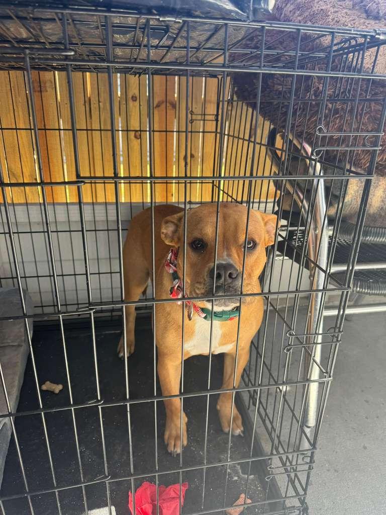 Skye, adopted, Puppy Female American Bulldog.