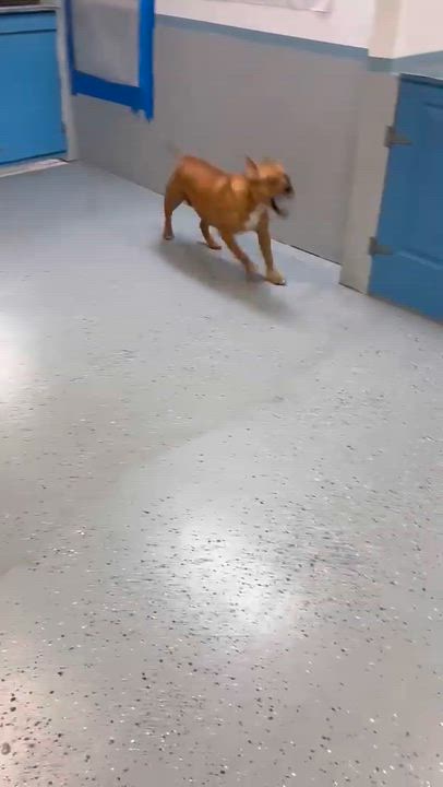 Enlarge Skye, an adopted mixed breed in Tampa, FL video 3/3
