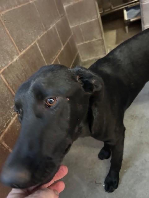 PEANUT, Adoptable, Young Female Labrador Retriever.
