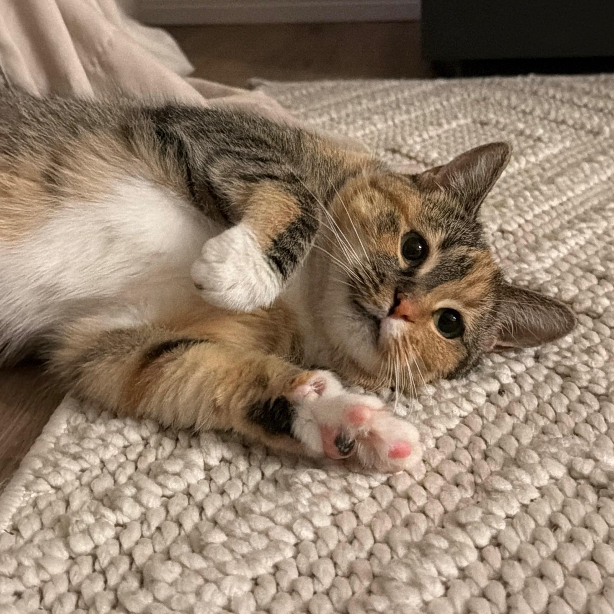 Brie, Adoptable, Young Female Torbie.