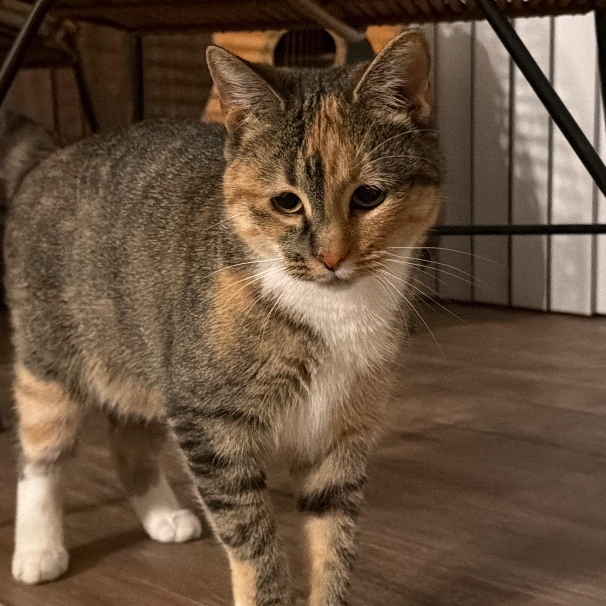 Enlarge Brie, a Adoptable Torbie in Tampa, FL image 2/3