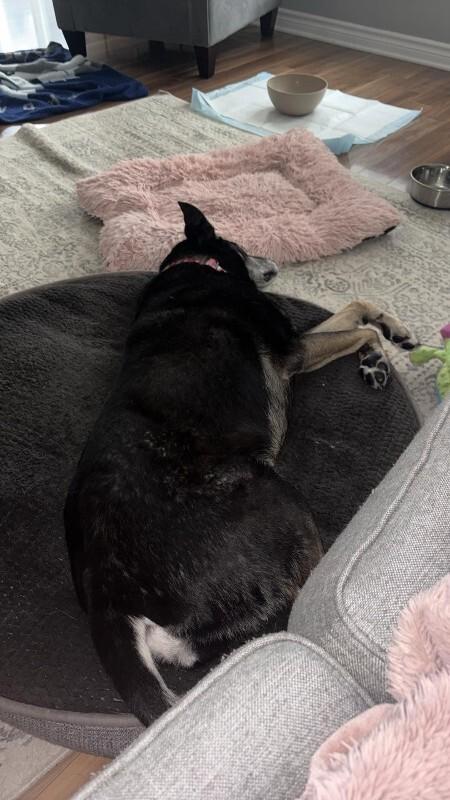 Kate, Adoptable, Senior Female Mixed Breed.