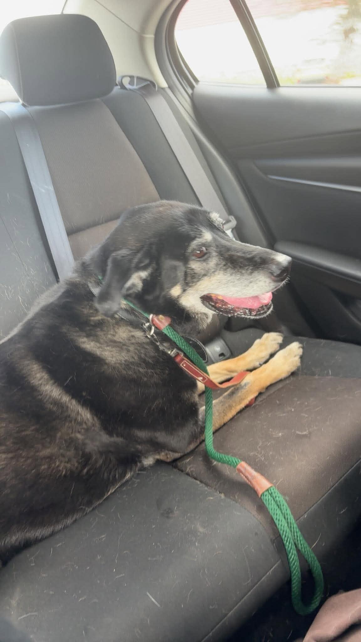 Enlarge Kate, a Adoptable Mixed Breed in Athens, ON image 6/6