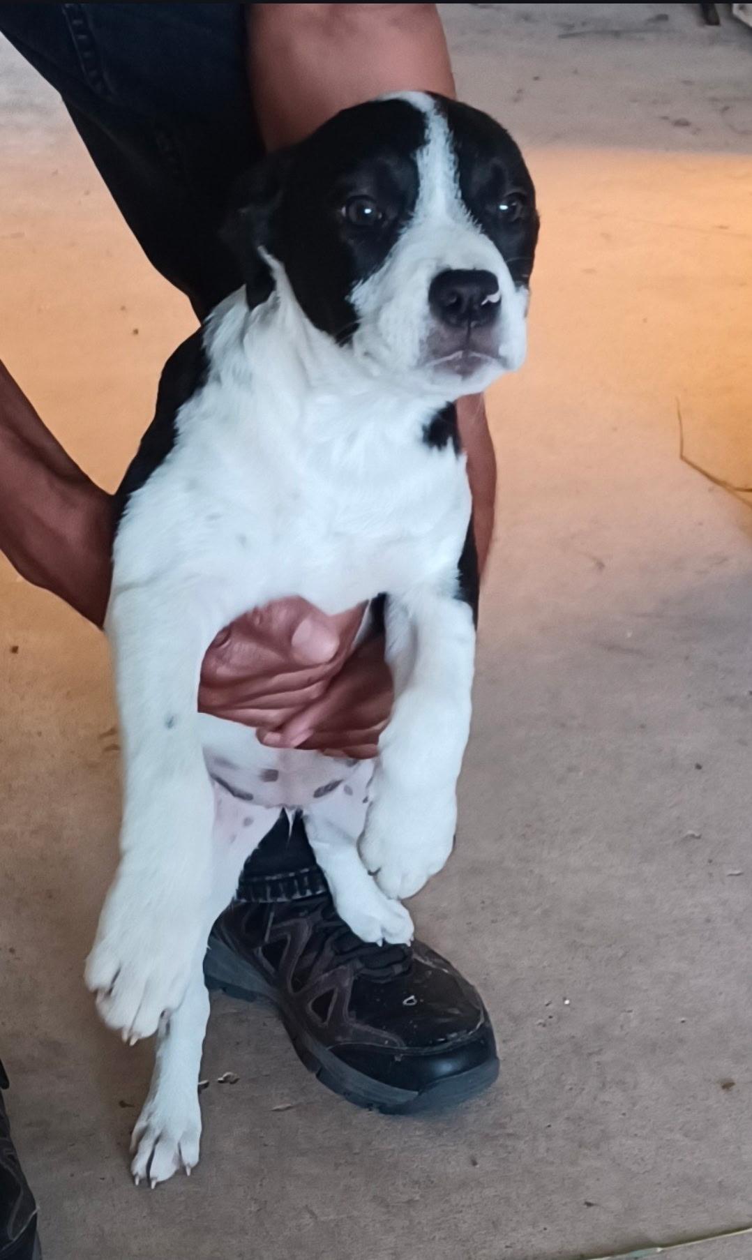 Juliette — thumbnail 4