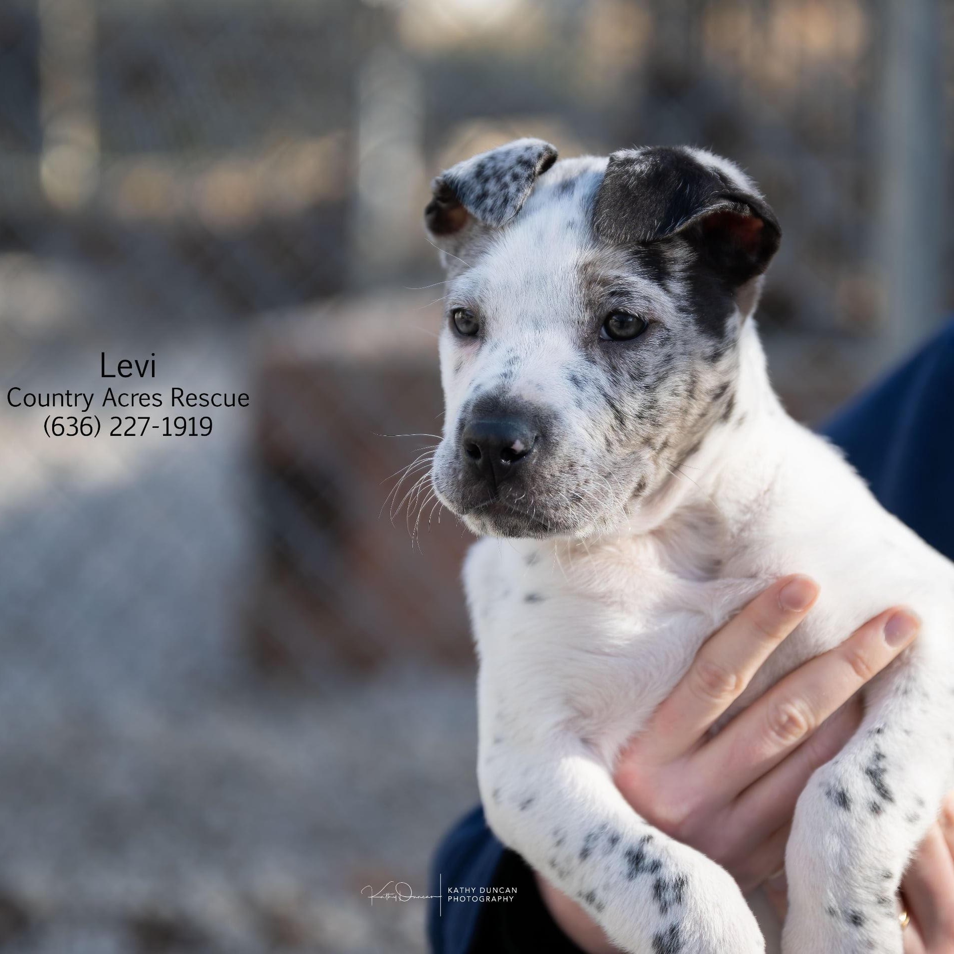 Levi, a ADOPTABLE mixed breed in Manchester, MO image 1/3
