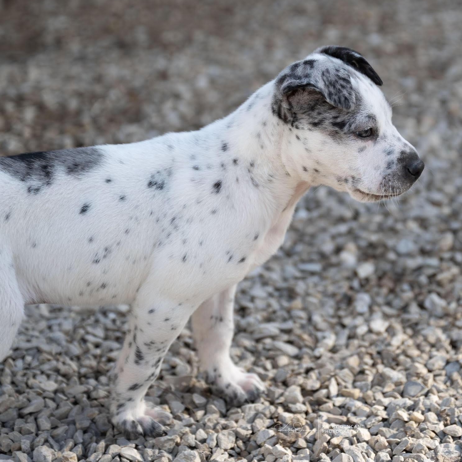 Levi, a ADOPTABLE mixed breed in Manchester, MO image 3/3