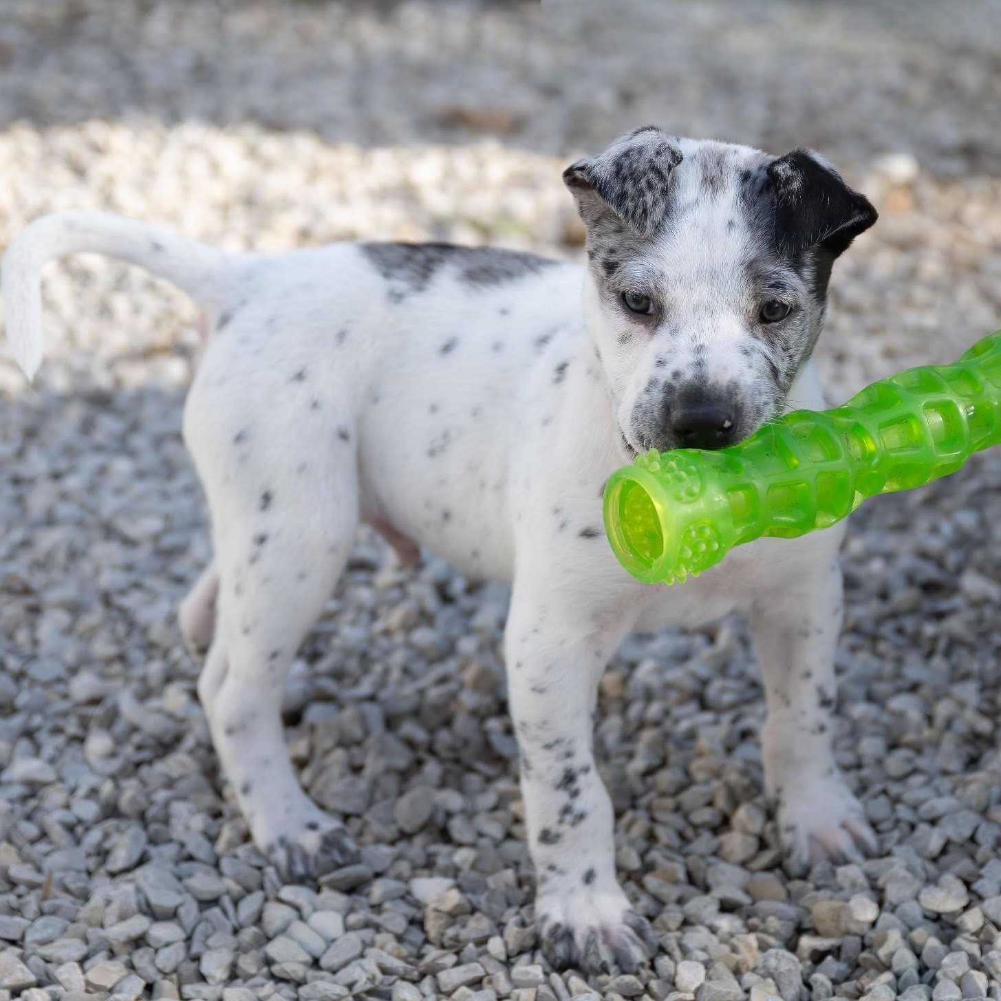Levi, a ADOPTABLE mixed breed in Manchester, MO image 2/3