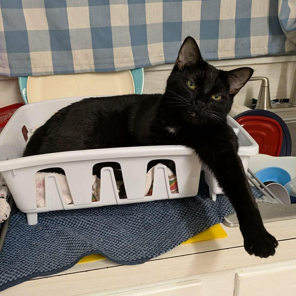 Batgirl, Adoptable, Young Female Domestic Short Hair.