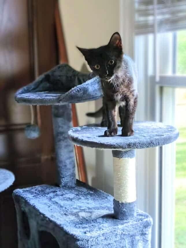 Enlarge Batgirl, a Adoptable Domestic Short Hair in LITTLE MOUNTAIN, SC image 2/5