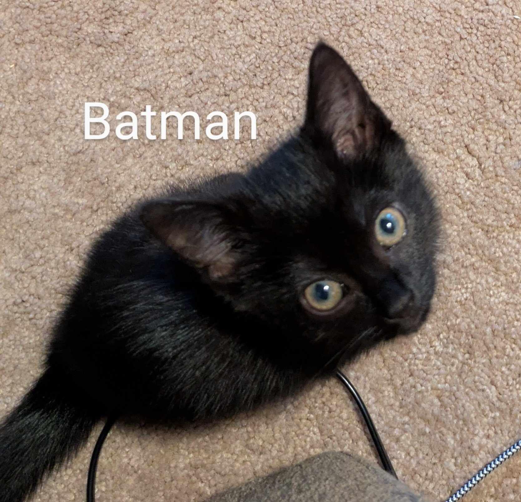 Enlarge Batgirl, a Adoptable Domestic Short Hair in LITTLE MOUNTAIN, SC image 3/5