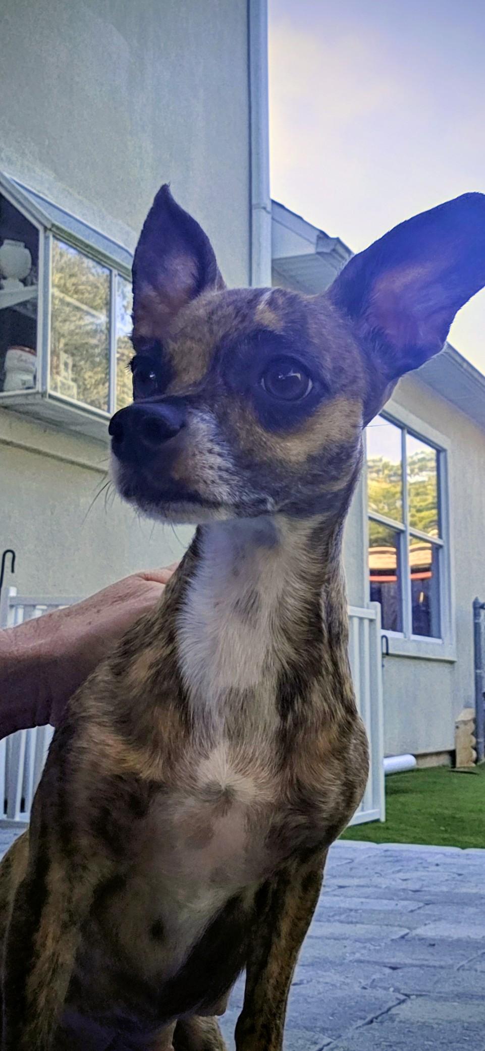 Sasha, ADOPTABLE, Young Female Chiweenie.