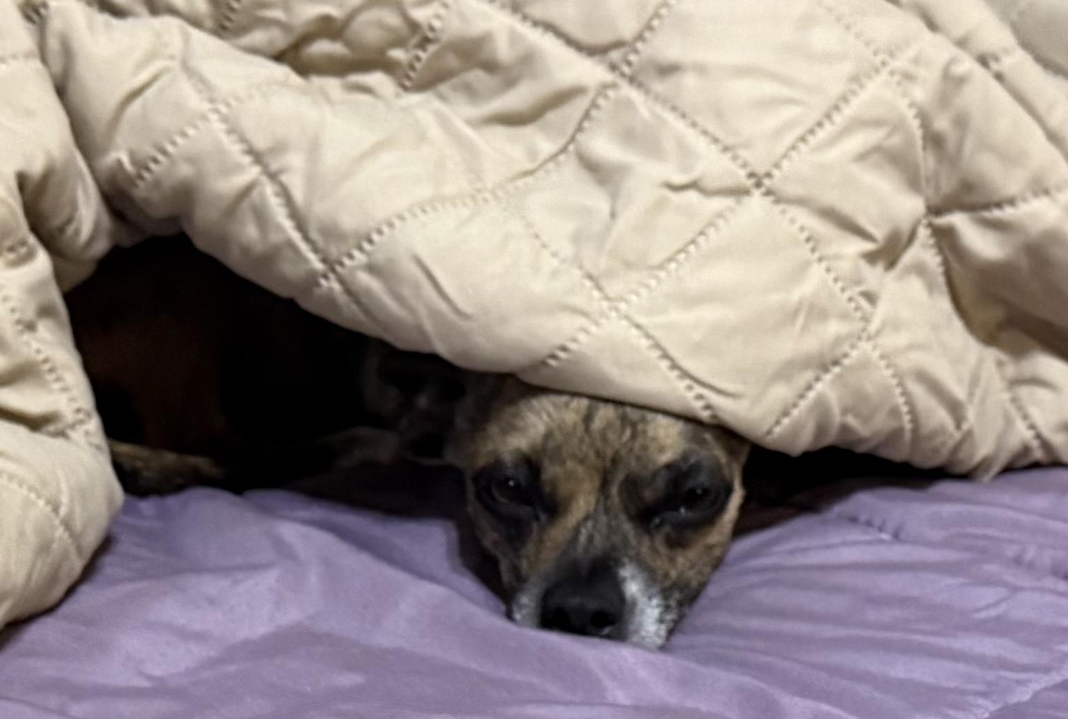 Enlarge Sasha, a ADOPTABLE Chiweenie in Mary Esther, FL image 3/3