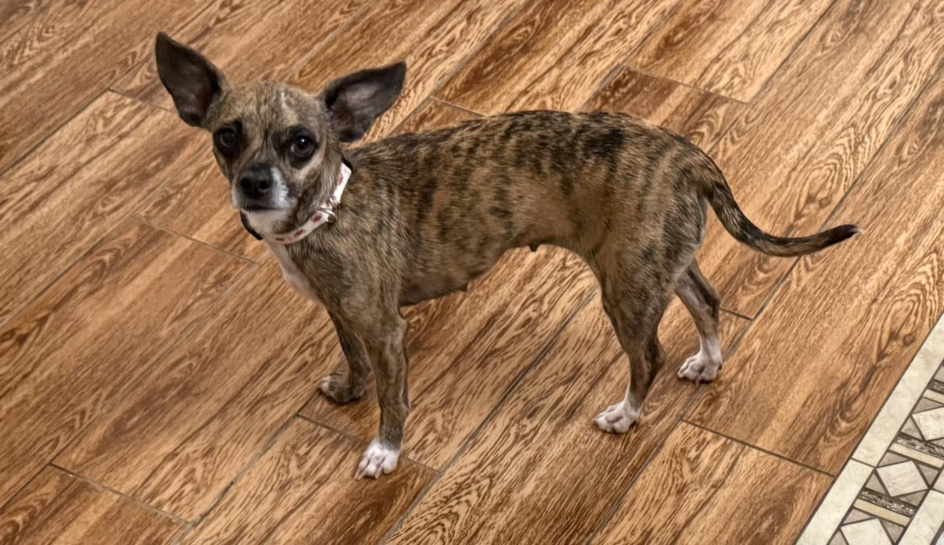Enlarge Sasha, a ADOPTABLE Chiweenie in Mary Esther, FL image 1/3