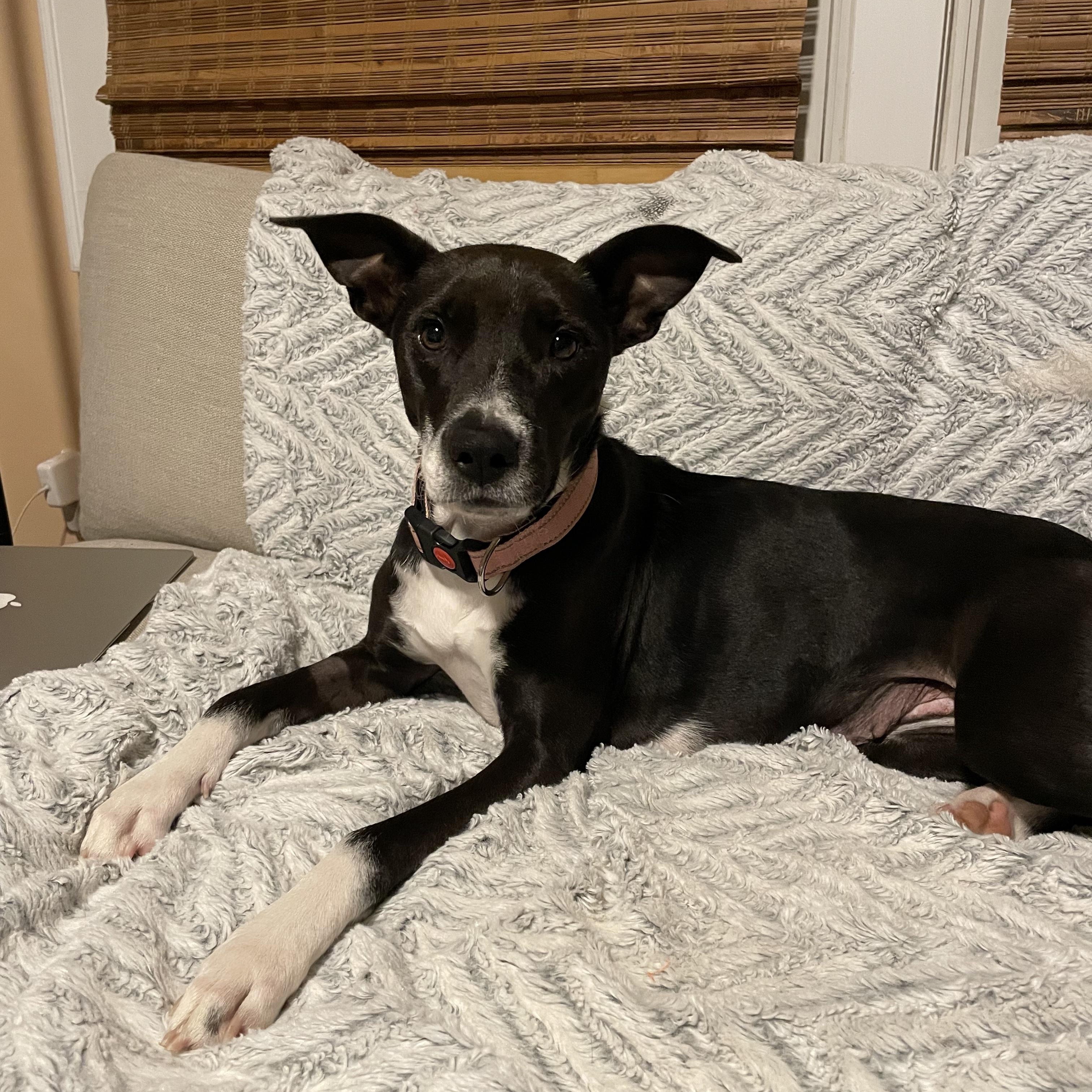 Enlarge Tillie, a Adoptable mixed breed in Rock Hill, SC image 2/6