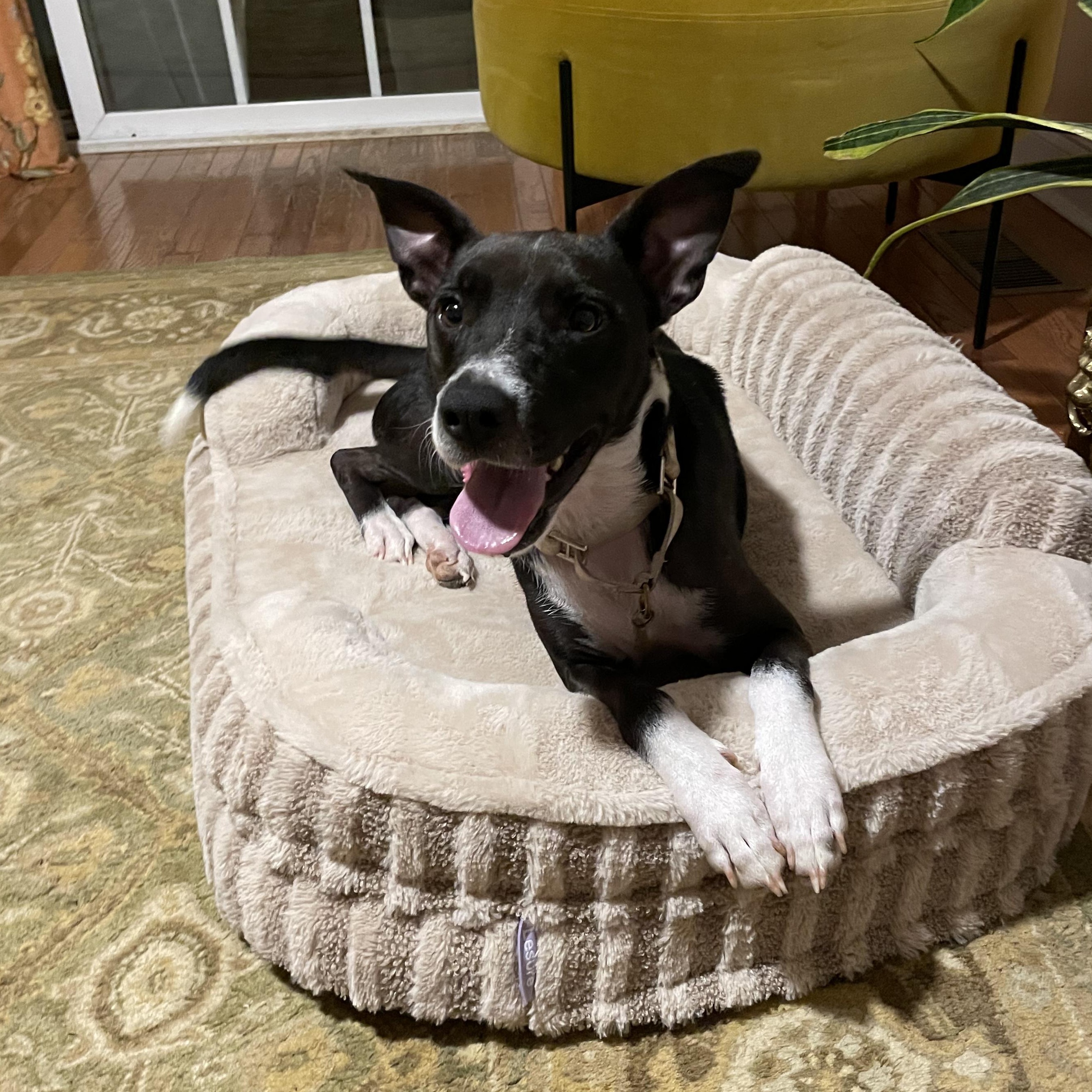 Enlarge Tillie, a Adoptable mixed breed in Rock Hill, SC image 4/6