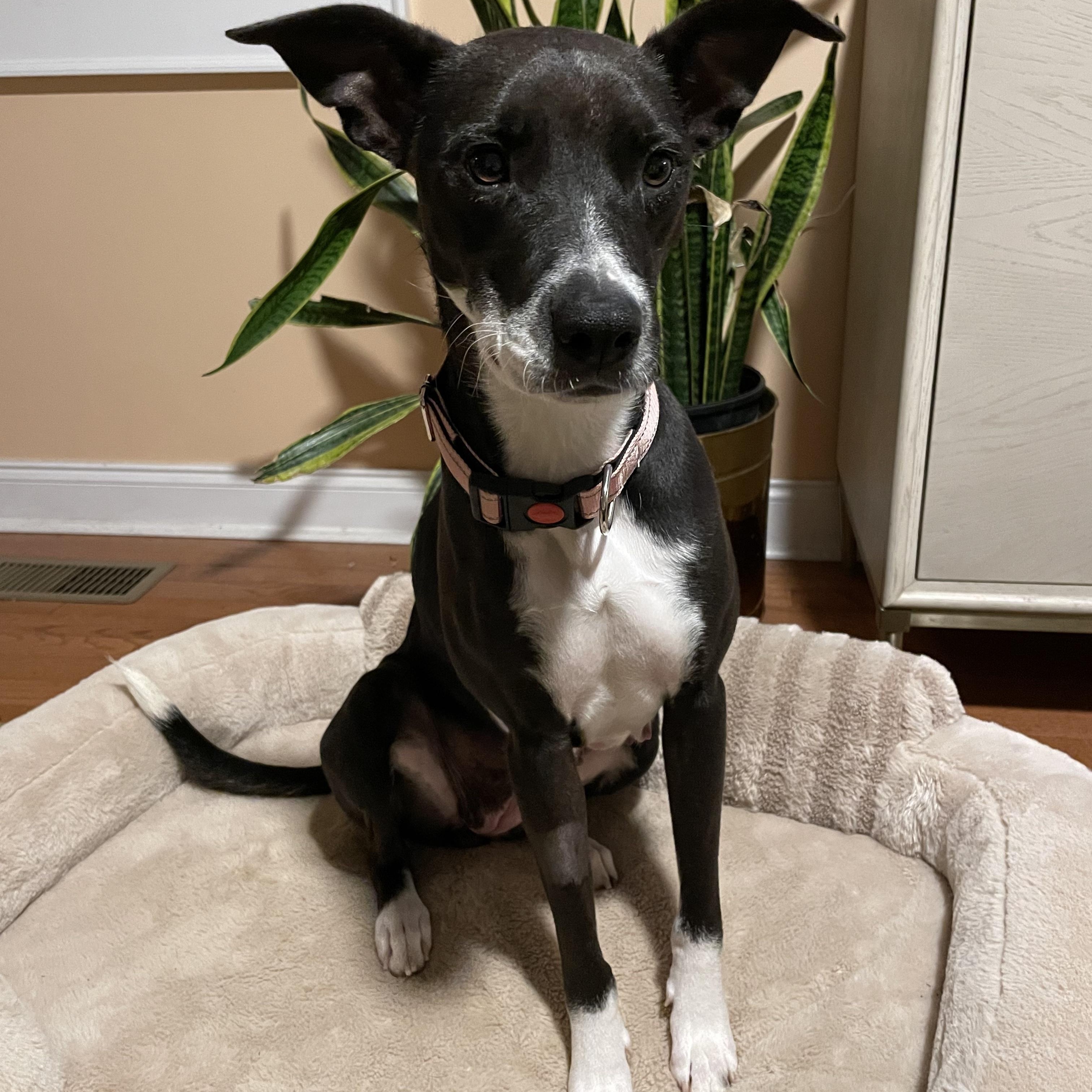 Enlarge Tillie, a Adoptable mixed breed in Rock Hill, SC image 3/6