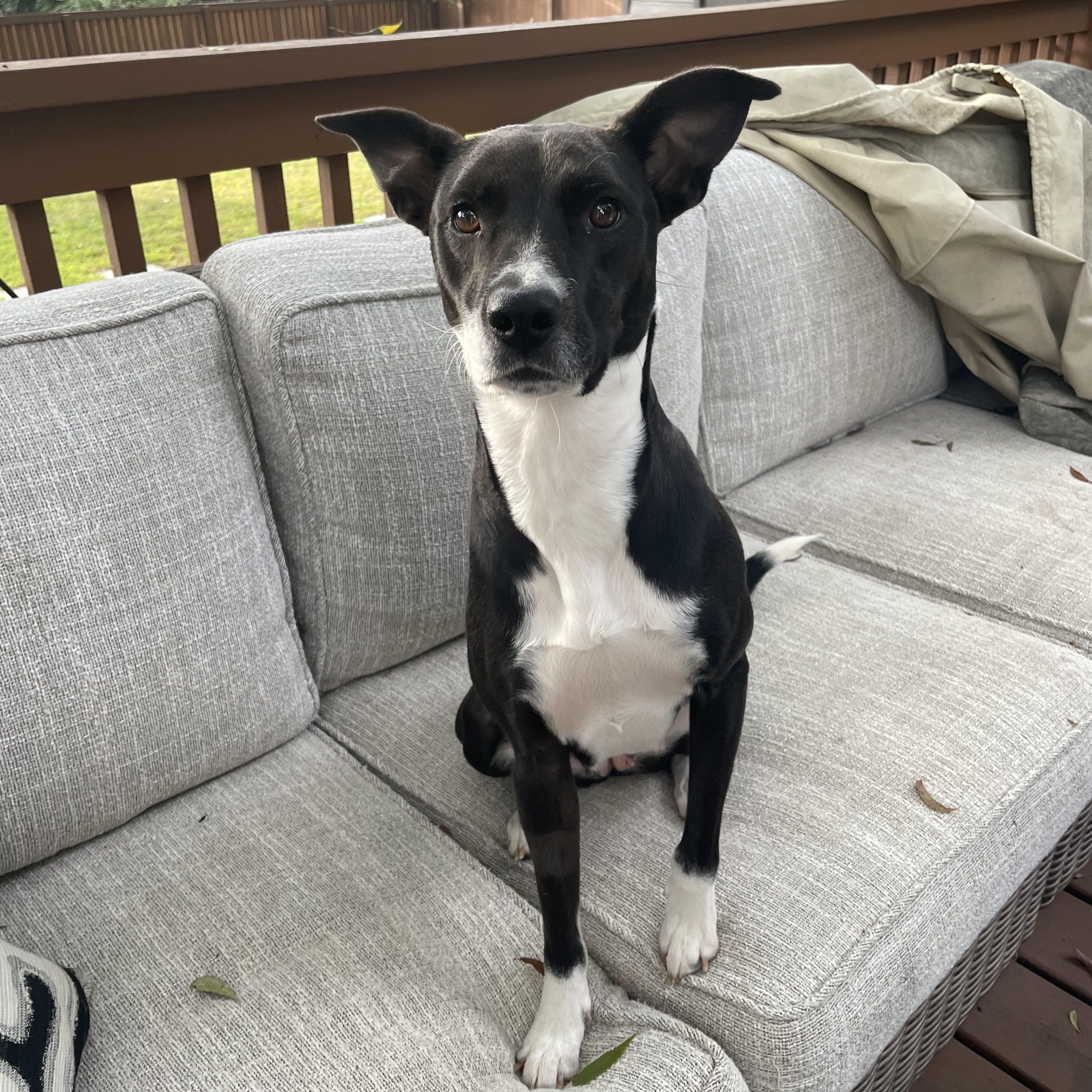 Tillie, Adoptable, Young Female Terrier & Mixed Breed.