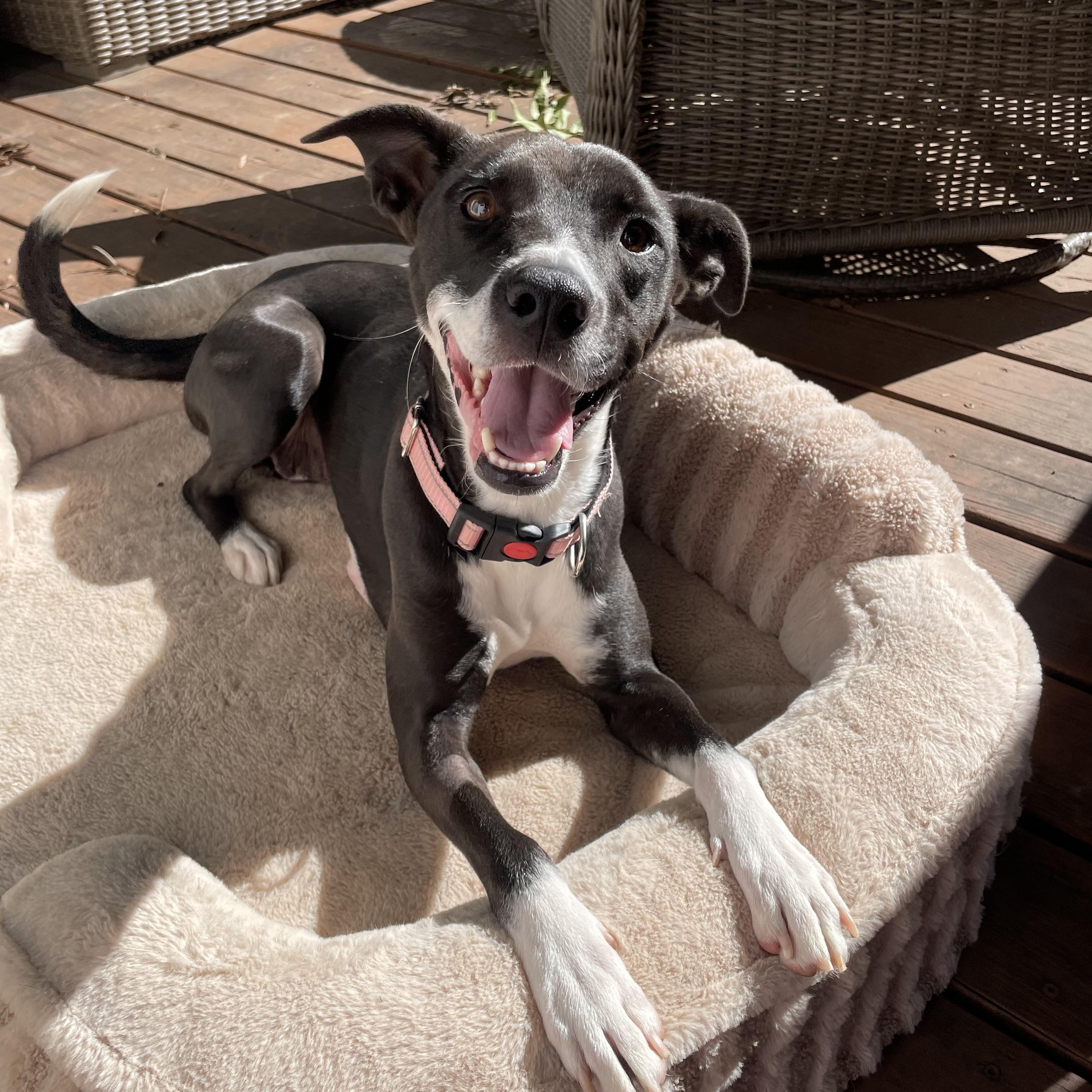 Enlarge Tillie, a Adoptable mixed breed in Rock Hill, SC image 1/6