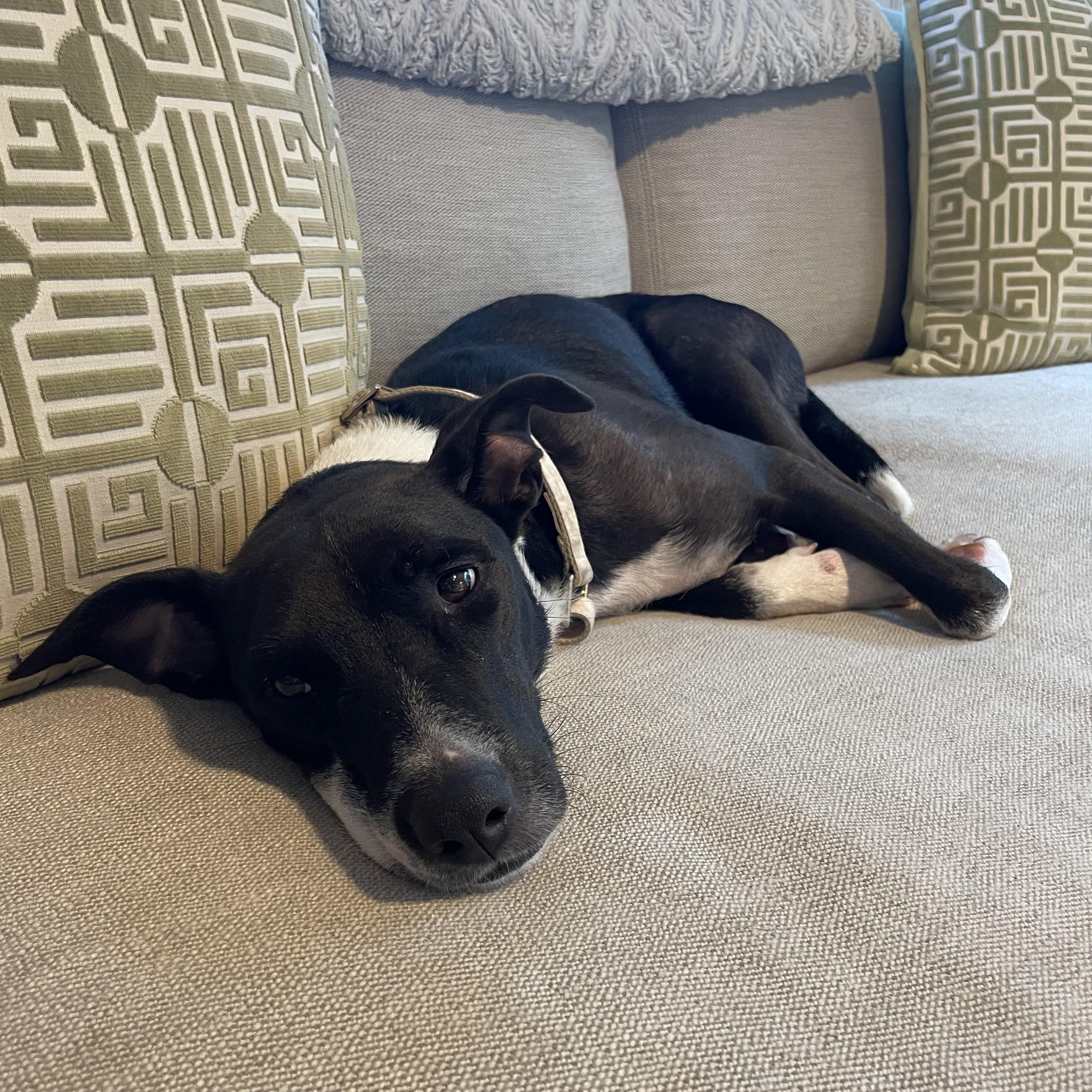 Enlarge Tillie, a Adoptable mixed breed in Rock Hill, SC image 5/6