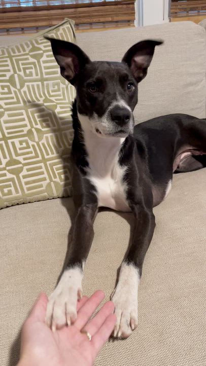 Enlarge Tillie, a Adoptable mixed breed in Rock Hill, SC video 6/6