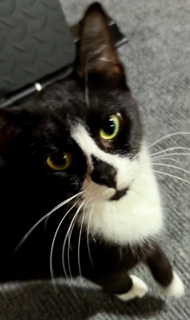 Enlarge Mabel, a Adoptable mixed breed in Darien, GA image 1/1