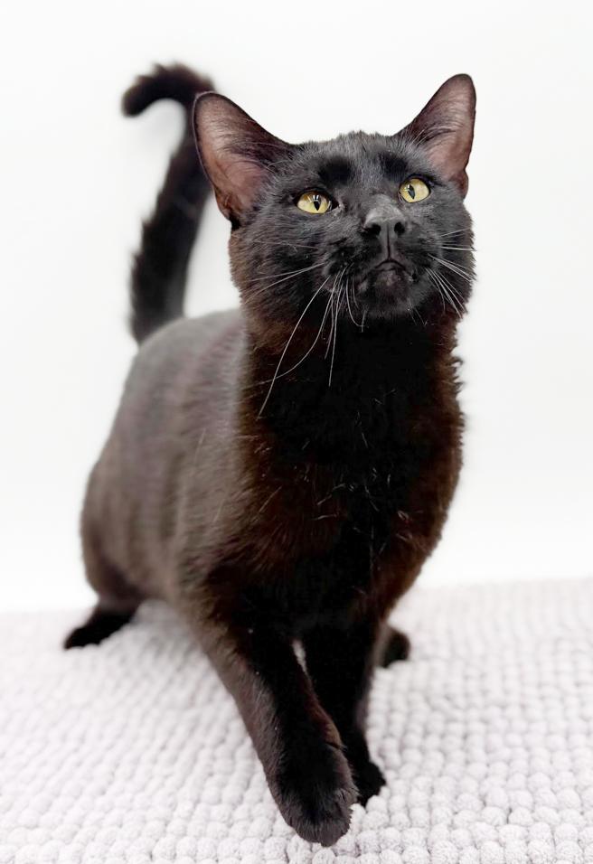 Enlarge Goober is a funny goofy doofy chocolately lover!  Therapy angel - VIDEO!!!, a Adoptable mixed breed in Bedford Hills, NY image 4/6