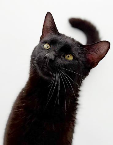 Enlarge Goober is a funny goofy doofy chocolately lover!  Therapy angel - VIDEO!!!, a Adoptable mixed breed in Bedford Hills, NY image 6/6