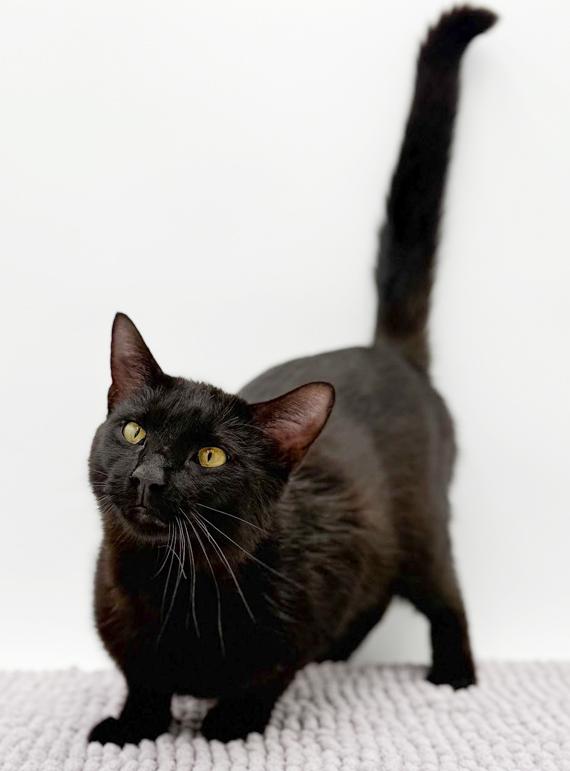 Enlarge Goober is a funny goofy doofy chocolately lover!  Therapy angel - VIDEO!!!, a Adoptable mixed breed in Bedford Hills, NY image 3/6