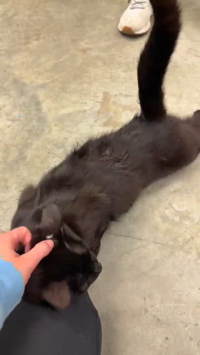 Enlarge Goober is a funny goofy doofy chocolately lover!  Therapy angel - VIDEO!!!, a Adoptable mixed breed in Bedford Hills, NY video 5/6