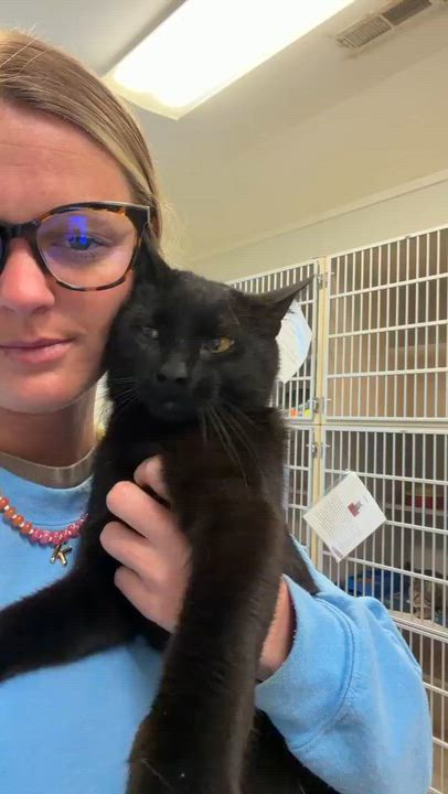 Enlarge Goober is a funny goofy doofy chocolately lover!  Therapy angel - VIDEO!!!, a Adoptable mixed breed in Bedford Hills, NY video 2/6