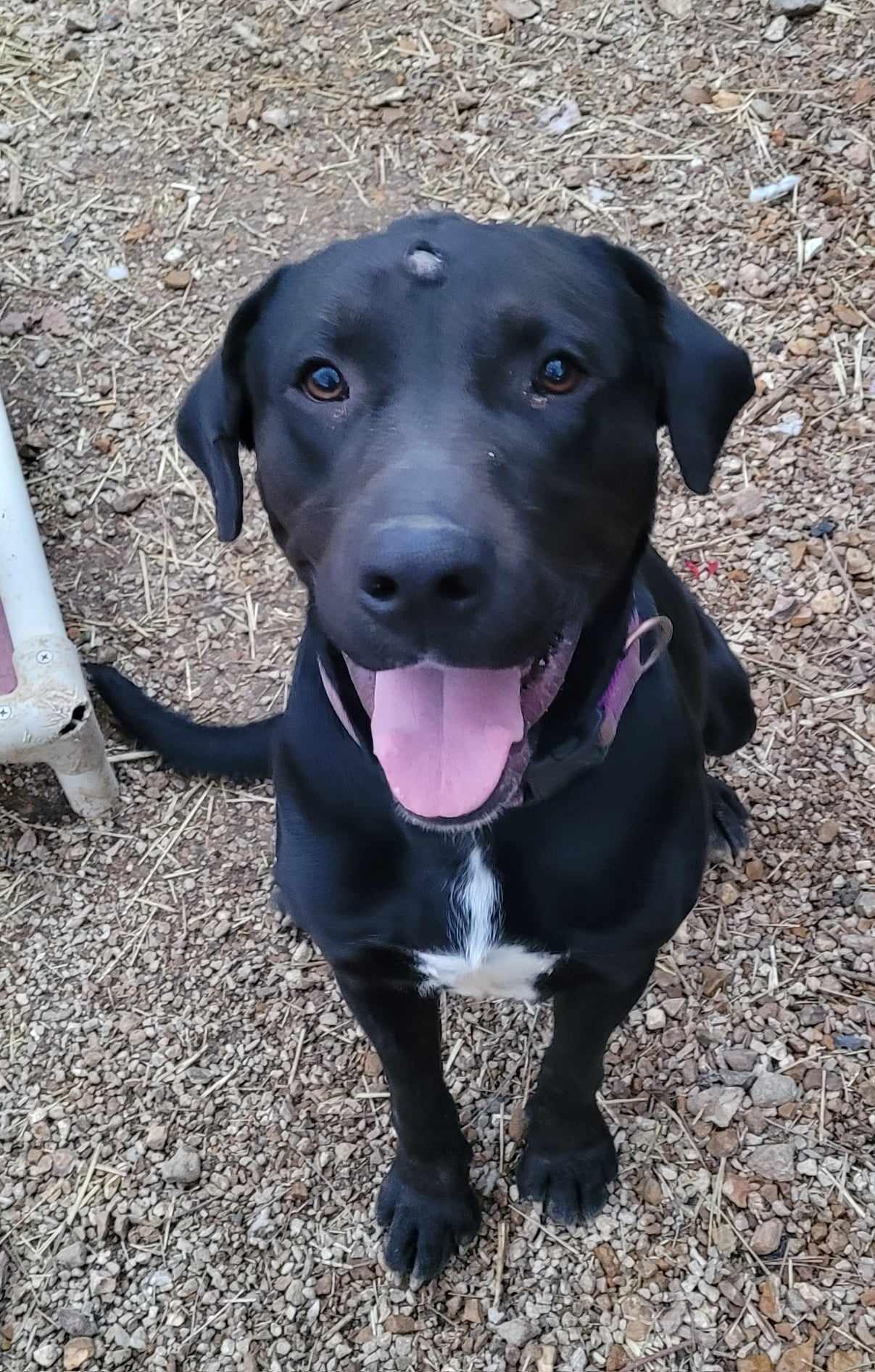 Betty, a Adoptable mixed breed in Stover, MO image 1/3