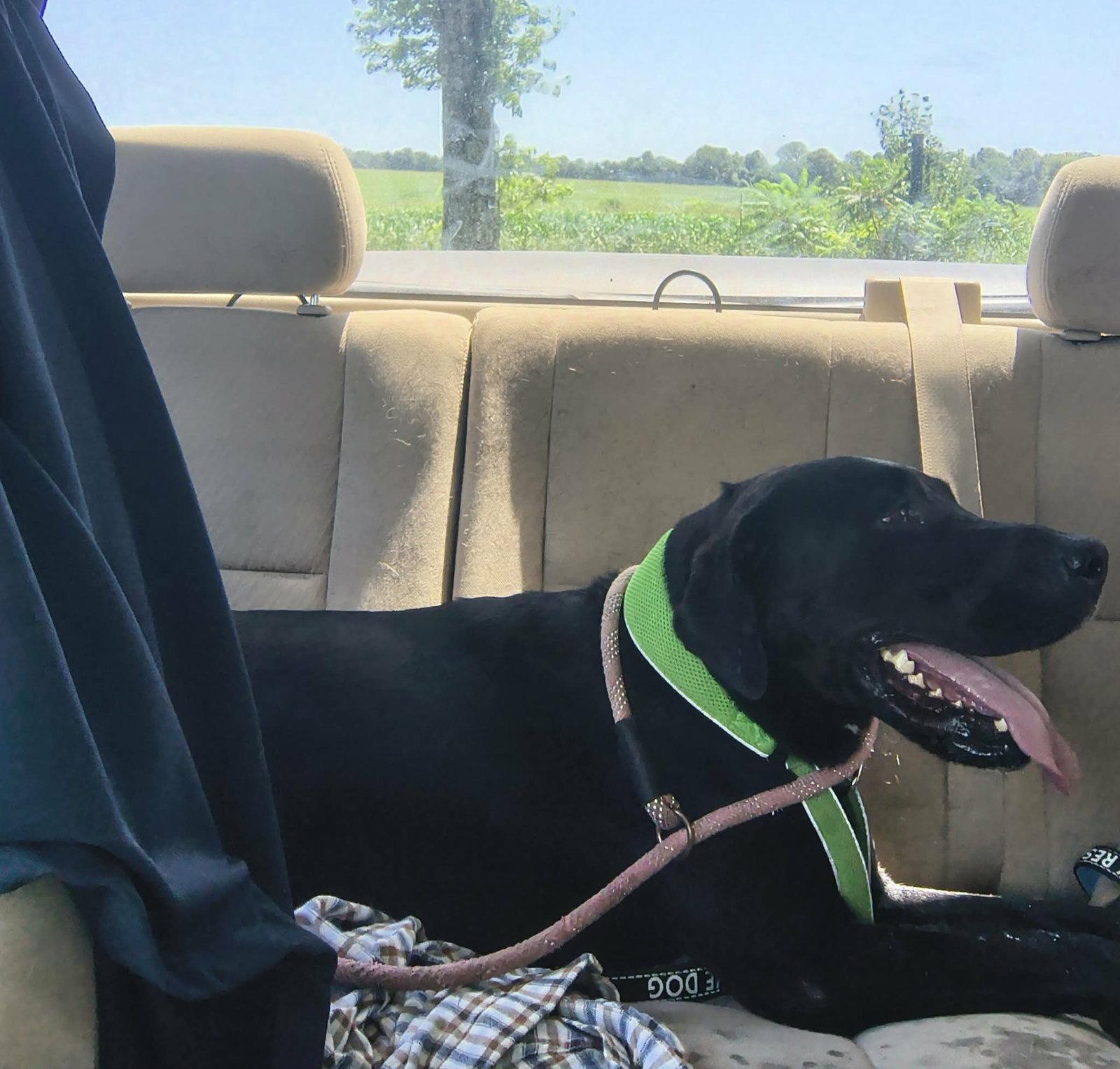 Betty, a Adoptable mixed breed in Stover, MO image 1/3